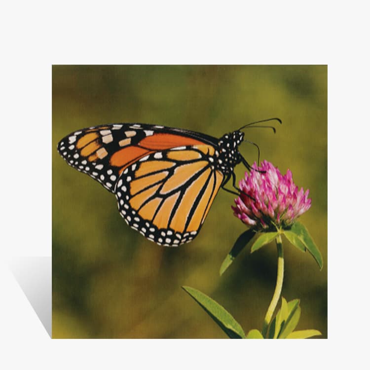 Kalenderrückwand „Monarchfalter Danaus Plexippus“