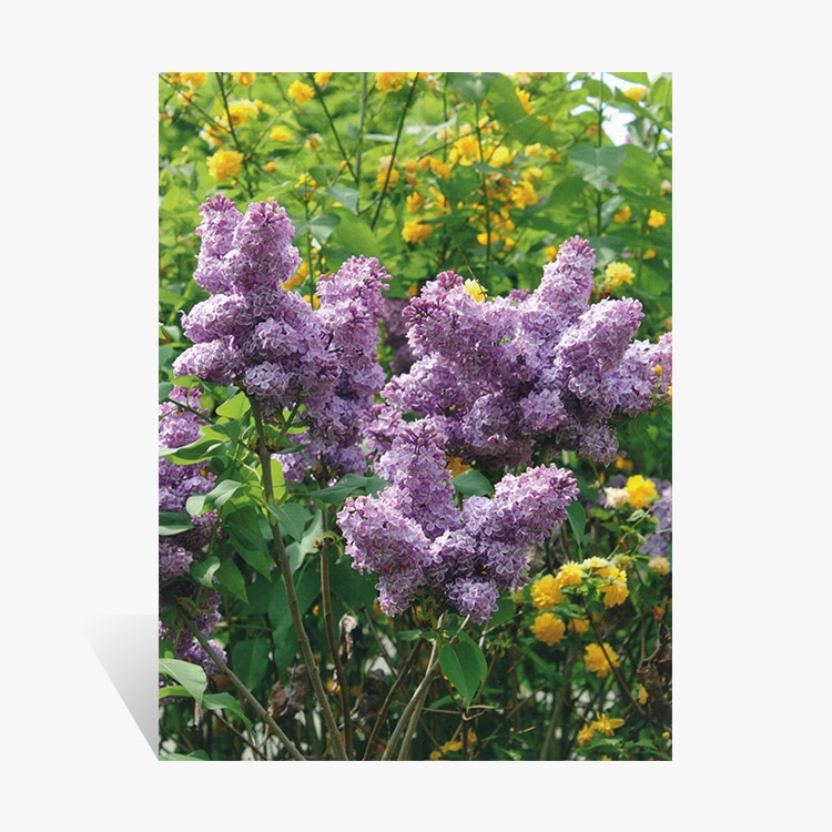 Kalenderrückwand „Fliederstrauch"